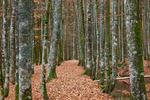 Gemeinde Bayerisch_Eisenstein Landkreis Regen Hans-Watzlik-Hain Kanal (Dirschl Johann) Deutschland REG